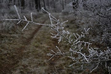 Branche givrée