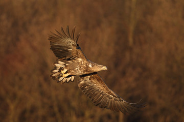 White tailed eagle