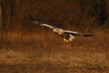 White tailed eagle