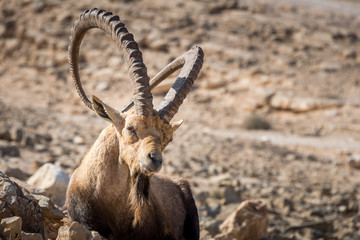Visit to Makhtesh Ramon
