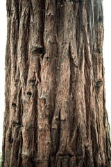 Background dark bark.