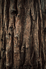 Background dark bark.