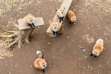 Many fox looking for snack together