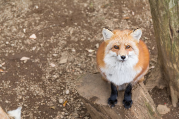 Obraz premium Red fox