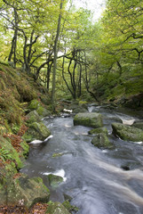 Burbage Brook flows through the autumn woodland and rocky river valley of Padley Gorge, Longshaw Estate, Peak District, Derbyshire, UK