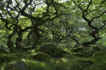 Twisted trees growing among the rocky boulders of Padley Gorge on the Longshaw Estate, Peak District, UK