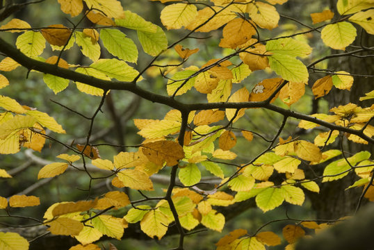 Autumn Beech tree leaves turned golden yellow baclit by gentle sunlight, Peak District, Derbyshire, UK