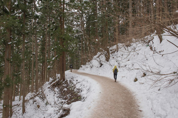 Naklejka premium Snowy walk way with pine tree forest in snow falling time at Jogokudani Snow Monkey park, Nagano, Japan
