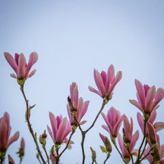 Obraz premium Beautiful pink magnolia blossoms on a natural background in summer