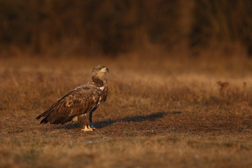 White tailed eagle