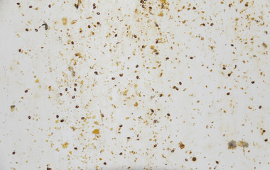 varroa destructor desease of bees