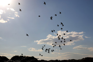 Swarm of birds