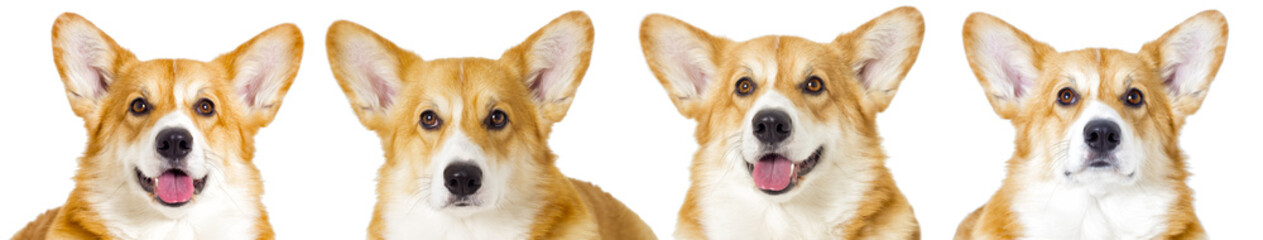 dog looking on a white background