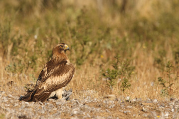 Booted eagle