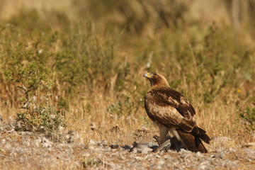 Booted eagle