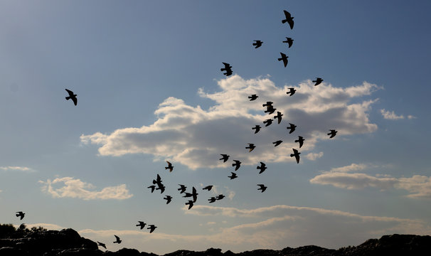 Swarm Of Birds