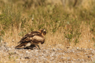 Booted eagle