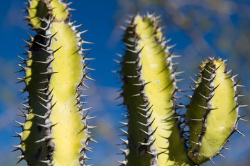 Cactus, plant, closeup, Namibia, Africa