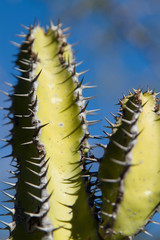 Cactus, plant, closeup, Namibia, Africa