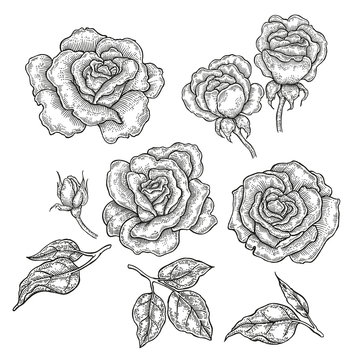 Hand drawn rose flowers and leaves isolated on white background.