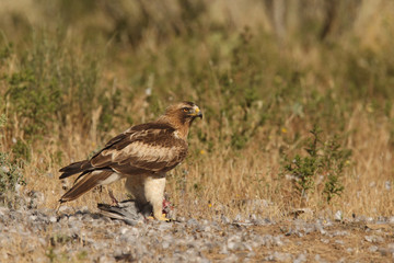 Booted eagle