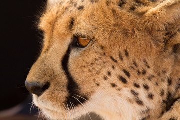 Wild cheetah, profile, Namibia, Africa