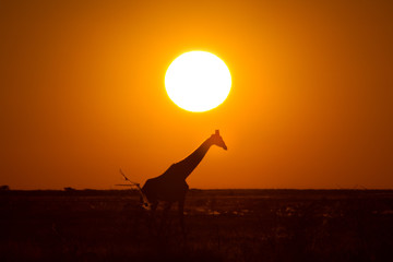 Giraffe, sunset, silhouette, savanna, Namibia, Africa