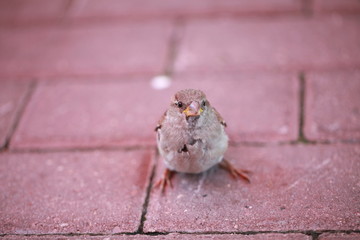 The Sparrow looks up at the camera