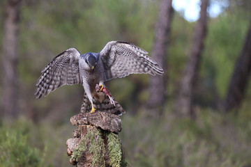northern goshawk