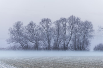 Obraz na płótnie Canvas Baumgruppe im Winter