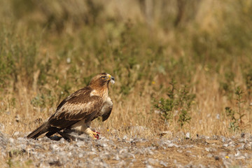 Booted eagle