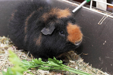 Cavy