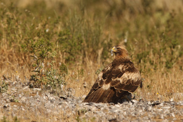 Booted eagle