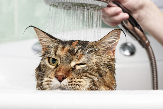 Cat Bath