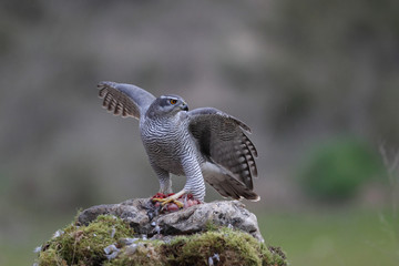 Northern goshawk into the snow