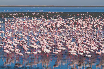 Flamingo, lake, Namibia, Africa