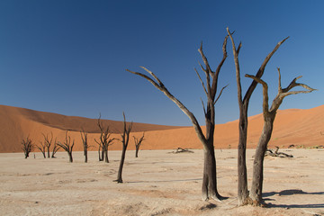 Fototapeta na wymiar Dead tree, Dead Vlei, Sossusvlei, Namib Desert, Namibia