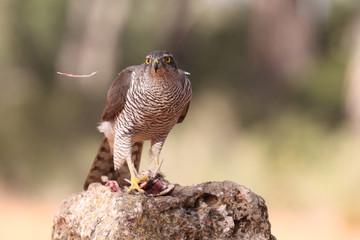 Northern goshawk into the snow