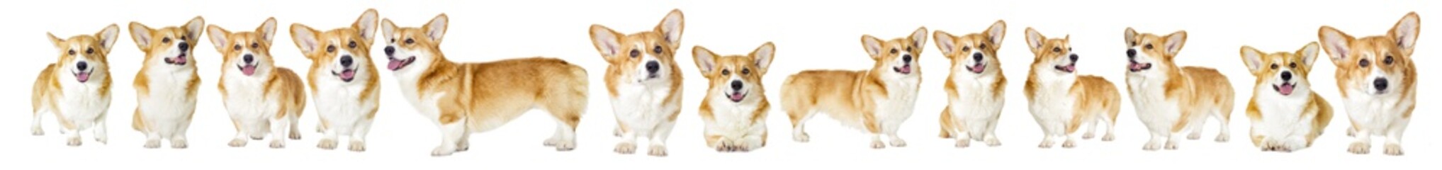 Dog group on a white background