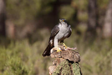 Eurasian goshawk