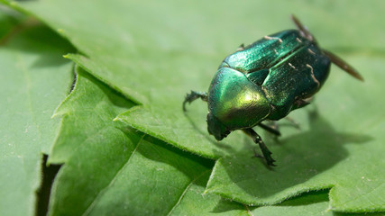 Lily on leaf