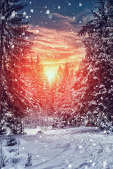 Wonderful winter landscape. snow covered pine tree under sunligh