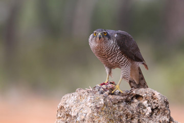 Eurasian goshawk
