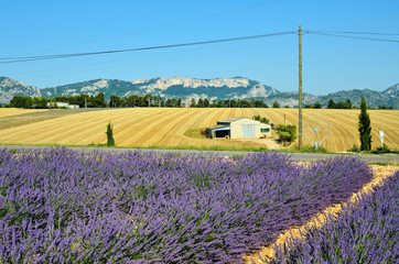 Naklejka na ściany i meble Provence rural landscape, France