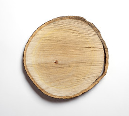 Cross section of tree trunk