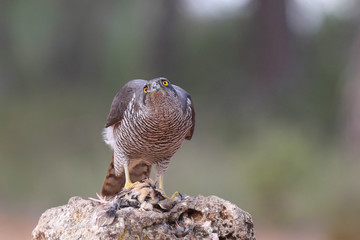 Eurasian goshawk