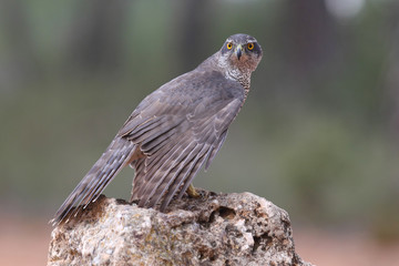 northern goshawk