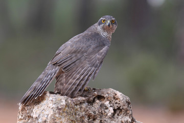 Eurasian goshawk