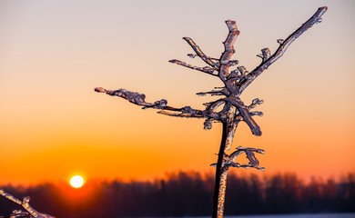 Ice cowered tree in the sunrise.