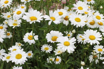 Many daisies in the garden